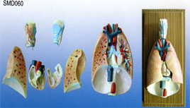 Mô hình hệ hô hấp